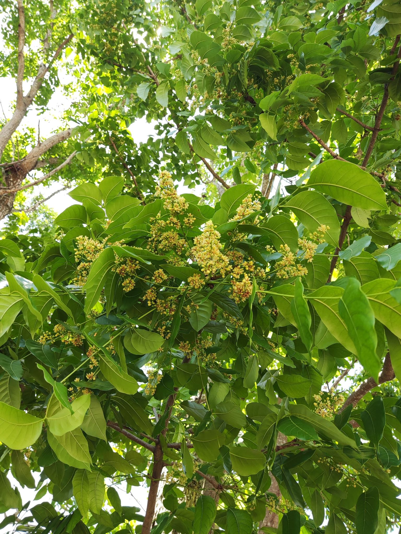 Swietenia macrophylla